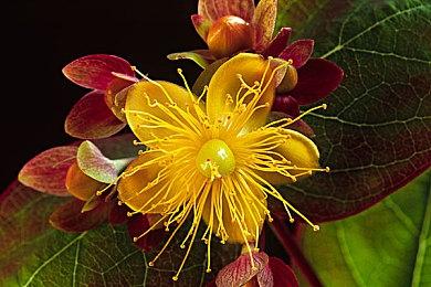 「木卫四协议」恐惧不能俘虏任何人，全新宣传片释出